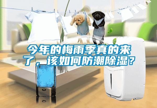 今年的梅雨季真的來了，該如何防潮除濕？
