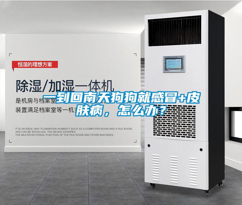 一到回南天狗狗就感冒+皮膚病，怎么辦？