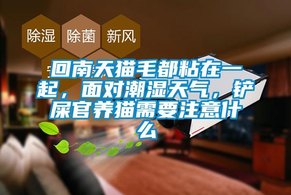 回南天貓毛都粘在一起，面對潮濕天氣，鏟屎官養(yǎng)貓需要注意什么