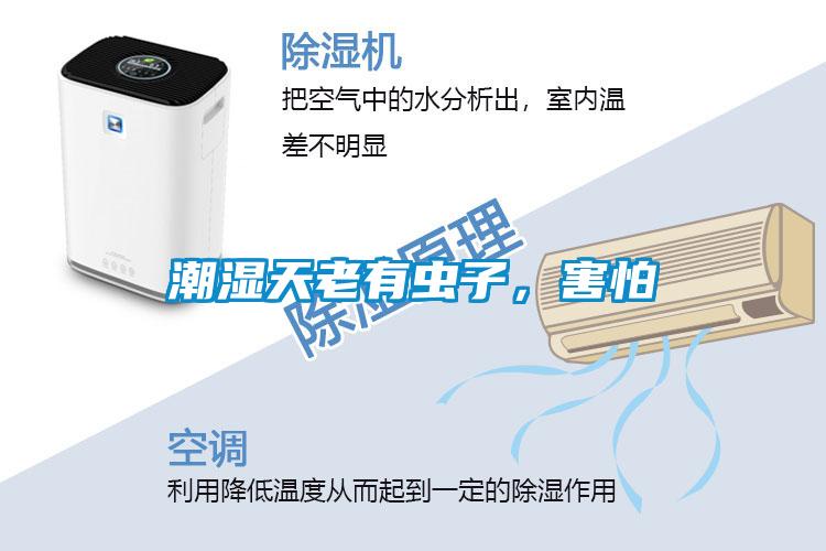 潮濕天老有蟲子，害怕