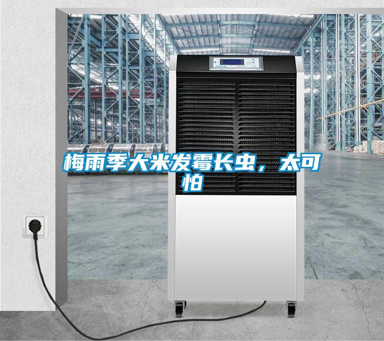 梅雨季大米發(fā)霉長(zhǎng)蟲，太可怕