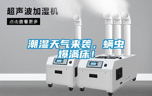 潮濕天氣來襲，螨蟲爆滿床！