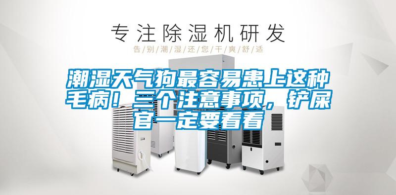 潮濕天氣狗最容易患上這種毛?。∪齻€注意事項，鏟屎官一定要看看