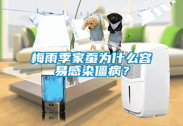 梅雨季家蠶為什么容易感染僵?。?/></p>
						    <p style=