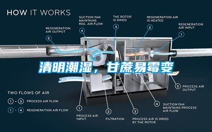 清明潮濕，甘蔗易霉變