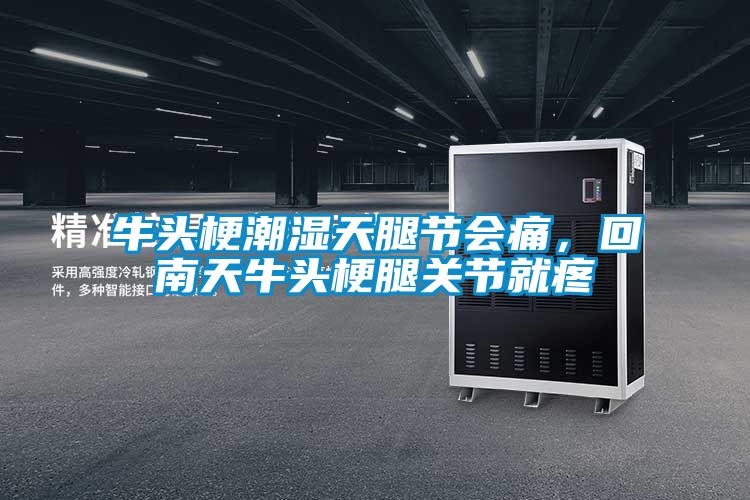 牛頭梗潮濕天腿節(jié)會(huì)痛，回南天牛頭梗腿關(guān)節(jié)就疼