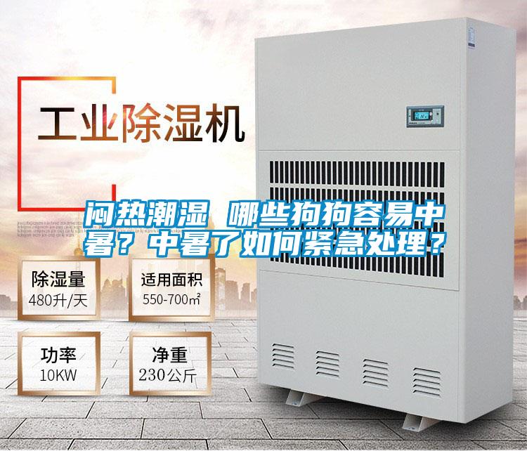 悶熱潮濕 哪些狗狗容易中暑？中暑了如何緊急處理？