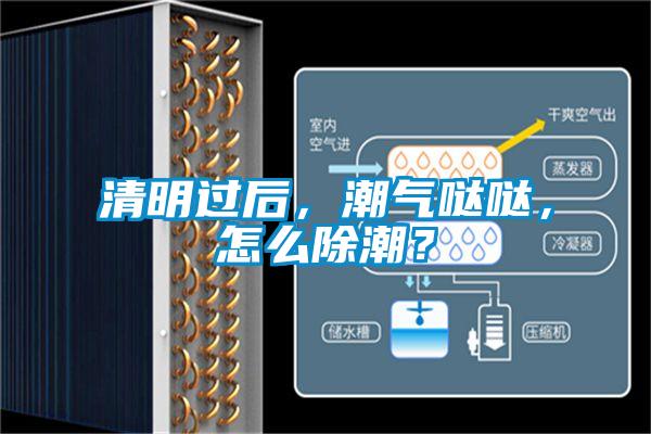 清明過后，潮氣噠噠，怎么除潮？