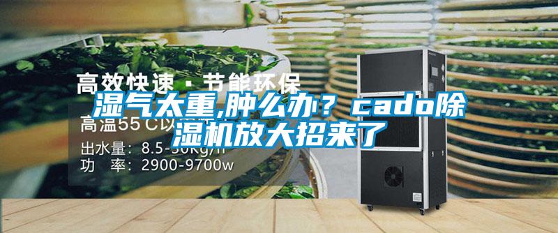 濕氣太重,腫么辦？cado除濕機放大招來了