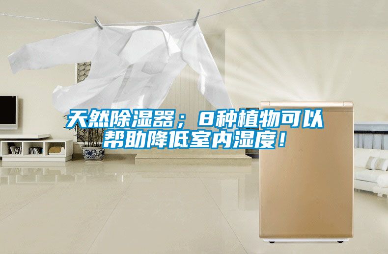 天然除濕器；8種植物可以幫助降低室內(nèi)濕度！